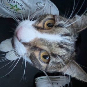 Meet your Posher, Addison